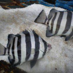 オリジナルメーカー海づり公園(市原市海づり施設) 釣果