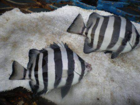 オリジナルメーカー海づり公園(市原市海づり施設) 釣果