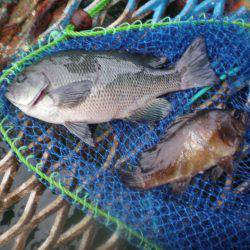 オリジナルメーカー海づり公園(市原市海づり施設) 釣果