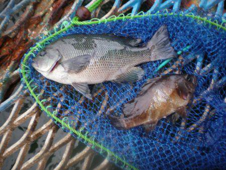 オリジナルメーカー海づり公園(市原市海づり施設) 釣果