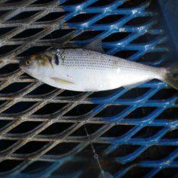 オリジナルメーカー海づり公園(市原市海づり施設) 釣果