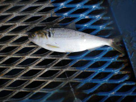 オリジナルメーカー海づり公園(市原市海づり施設) 釣果