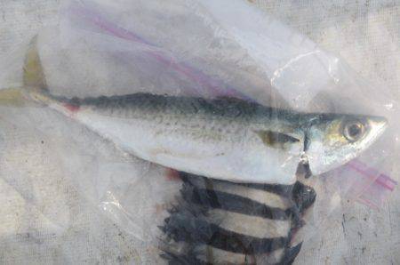 オリジナルメーカー海づり公園(市原市海づり施設) 釣果