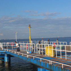 オリジナルメーカー海づり公園(市原市海づり施設) 釣果