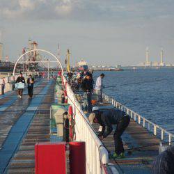 オリジナルメーカー海づり公園(市原市海づり施設) 釣果