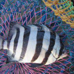 オリジナルメーカー海づり公園(市原市海づり施設) 釣果