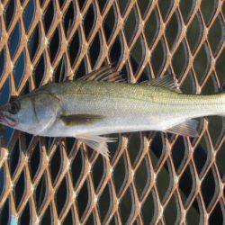 オリジナルメーカー海づり公園(市原市海づり施設) 釣果
