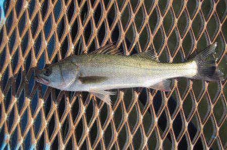 オリジナルメーカー海づり公園(市原市海づり…