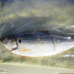 オリジナルメーカー海づり公園(市原市海づり施設) 釣果