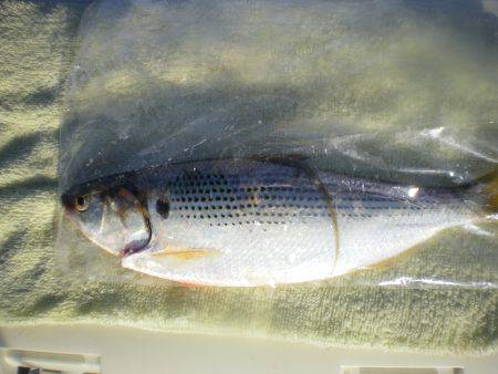 オリジナルメーカー海づり公園(市原市海づり施設) 釣果