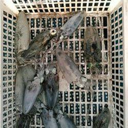 フィッシングガイド りょう 釣果