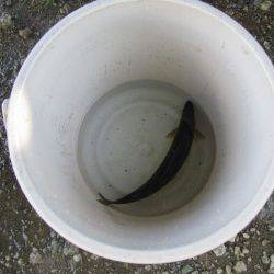 狩野川(狩野川漁業協同組合) 釣果