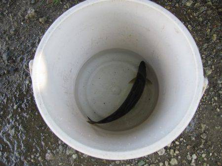 狩野川(狩野川漁業協同組合) 釣果