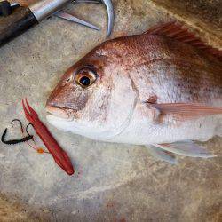 遊漁船 ニライカナイ 釣果
