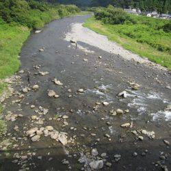 狩野川(狩野川漁業協同組合) 釣果