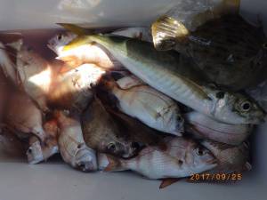 石川丸 釣果