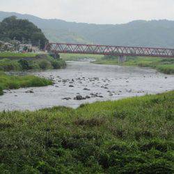 狩野川(狩野川漁業協同組合) 釣果