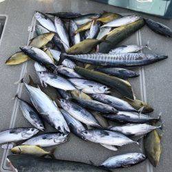 へいみつ丸 釣果