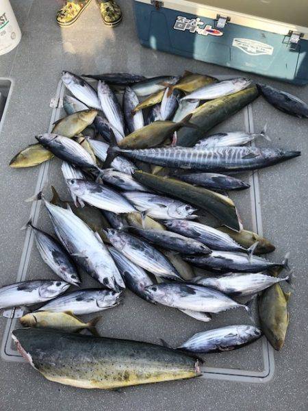 へいみつ丸 釣果