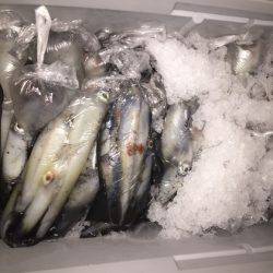 幸風（さちかぜ） 釣果