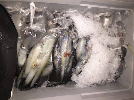 幸風（さちかぜ） 釣果