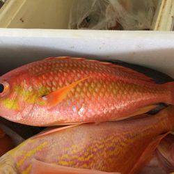 フィッシングハウス伊藤 釣果