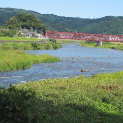 狩野川(狩野川漁業協同組合) 釣果