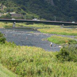 狩野川(狩野川漁業協同組合) 釣果