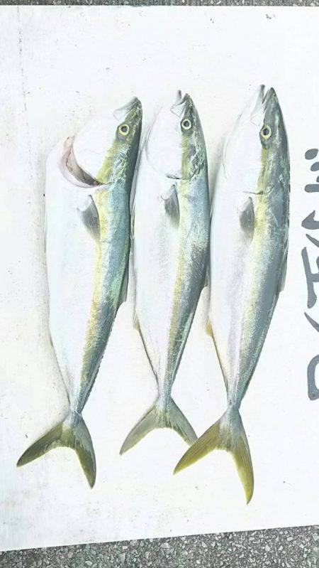 網屋丸 釣果