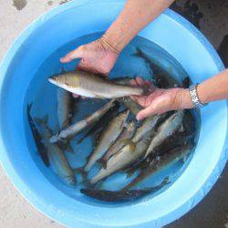 狩野川(狩野川漁業協同組合) 釣果