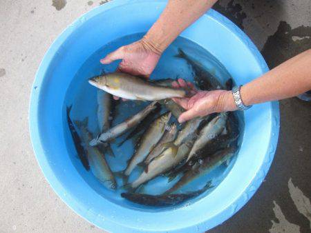 狩野川(狩野川漁業協同組合) 釣果