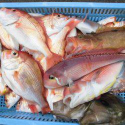 大進丸（新潟） 釣果