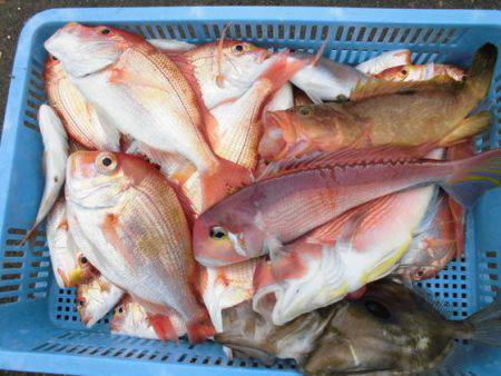 大進丸（新潟） 釣果