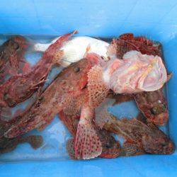 大進丸（新潟） 釣果