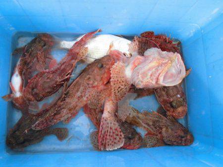 大進丸（新潟） 釣果