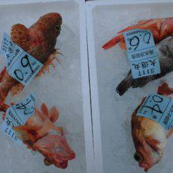 大進丸(新潟) 釣果