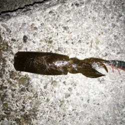 潮回りの影響か渋い・・・