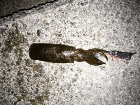 潮回りの影響か渋い・・・