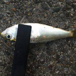 サヨリ狙いも…