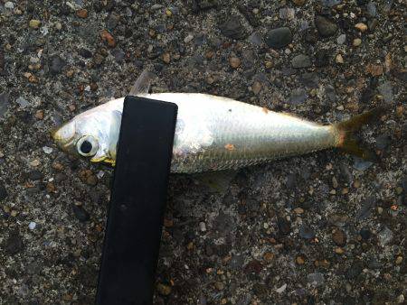 サヨリ狙いも…