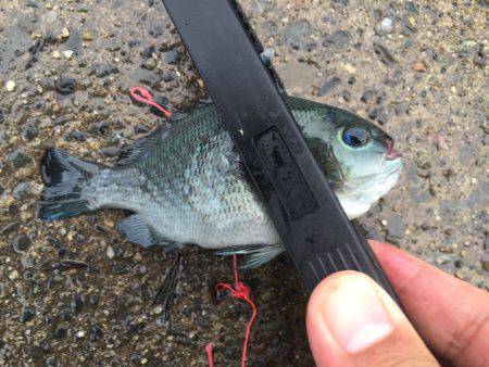 ソーダガツオ狙い