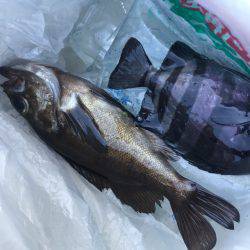 初種目フィッシュ