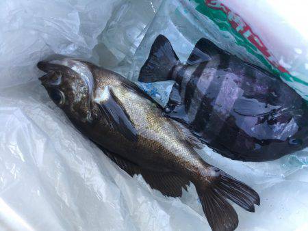 初種目フィッシュ