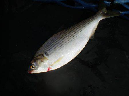 オリジナルメーカー海づり公園(市原市海づり施設) 釣果