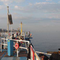 オリジナルメーカー海づり公園(市原市海づり施設) 釣果