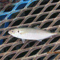 オリジナルメーカー海づり公園(市原市海づり施設) 釣果