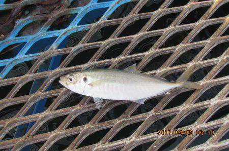 オリジナルメーカー海づり公園(市原市海づり…