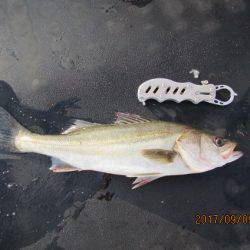 オリジナルメーカー海づり公園(市原市海づり施設) 釣果