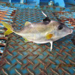 オリジナルメーカー海づり公園(市原市海づり施設) 釣果
