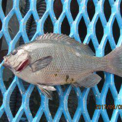 オリジナルメーカー海づり公園(市原市海づり施設) 釣果